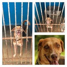 Solicitan apoyo para mascotas en Playa del Carmen