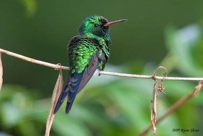 Abordarán extinción de especies en conferencia, más de diez en Quintana Roo
