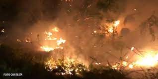 Se registra el primer incendio forestal de la temporada en Quintana Roo