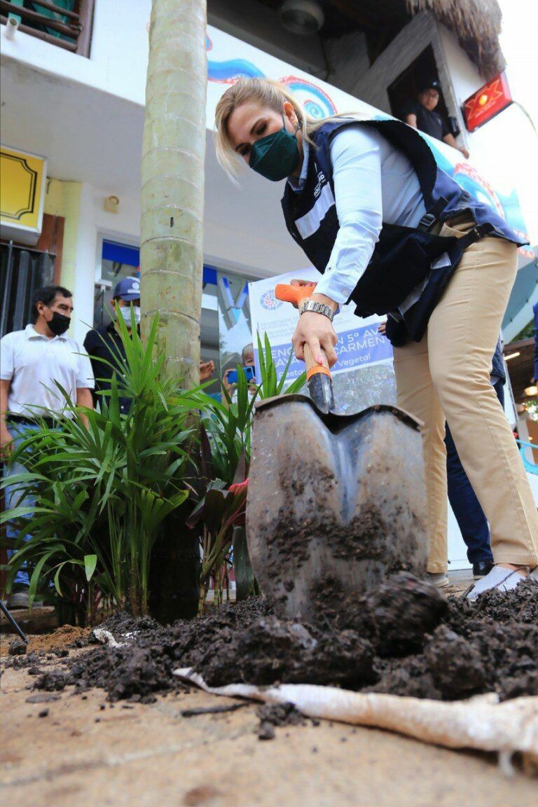Inicia reforestación de la Quinta Avenida en Solidaridad
