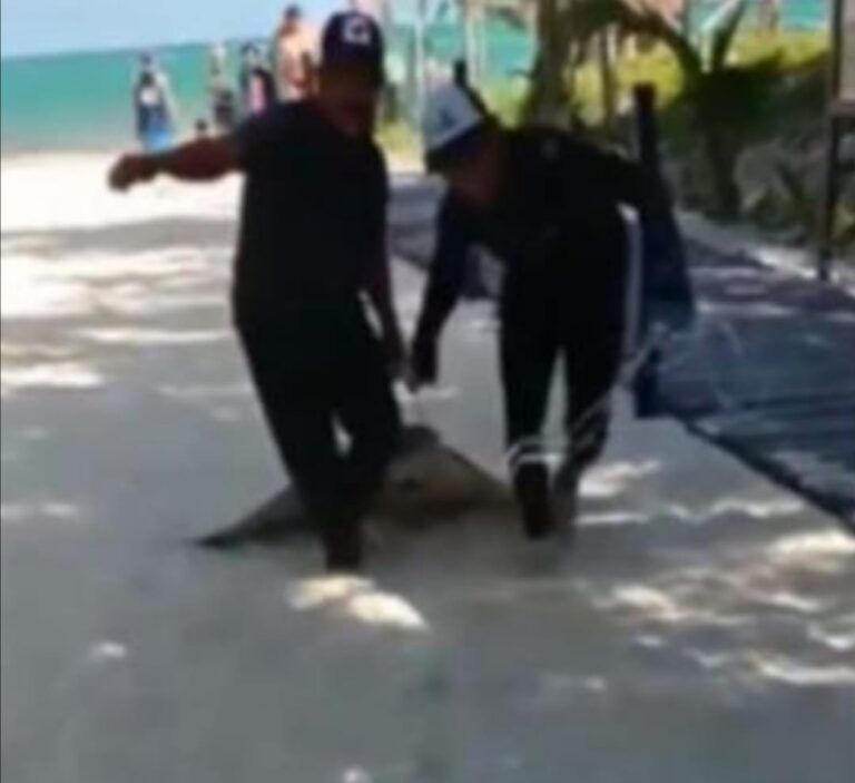 Exhiben a pescadores que arrastraban a una mantarraya con una cuerda en Playa de Carmen