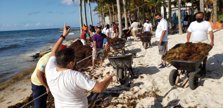 Brigada contra el Calentamiento Global CROC realiza Jornada de limpieza de sargazo