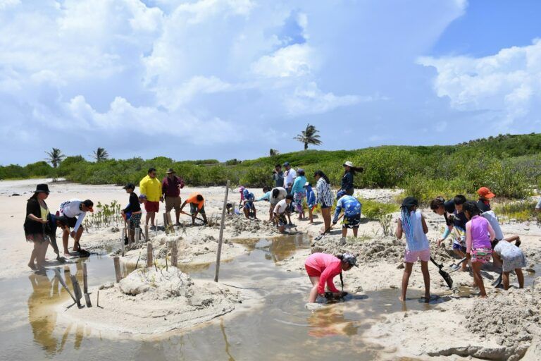 Alumnas y alumnos de la escuela “Educa con Amor” restauran el manglar en Punta Sur