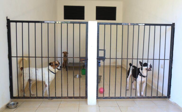 Renovación y atención histórica a refugio de animales en Solidaridad