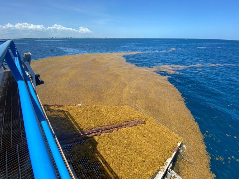 Gobierno de Puerto Morelos trabaja con la Marina y la Sema para hacer frente al sargazo