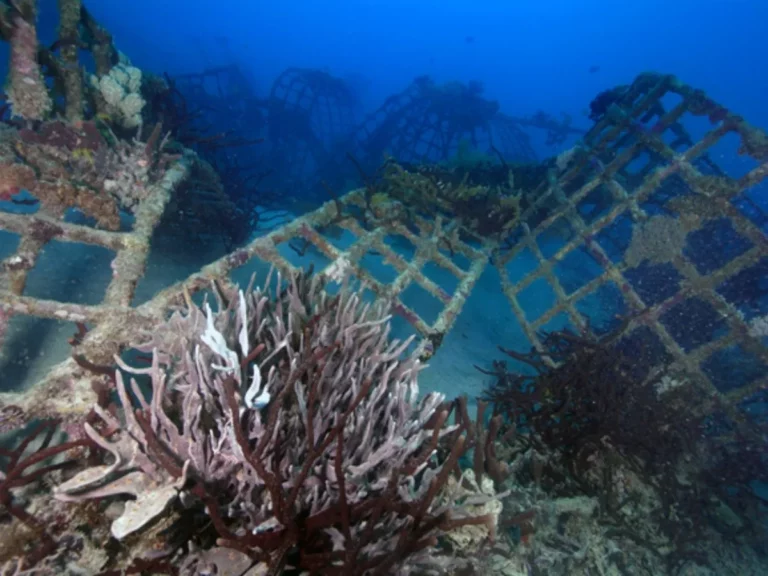 Arrecifes de Quintana Roo se mueren por temperaturas récord en el mar Caribe