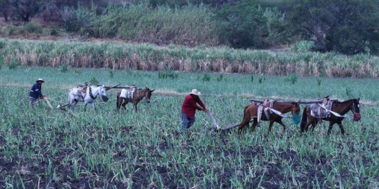 Abandonan tierras de siembra por inseguridad y vejez de dueños