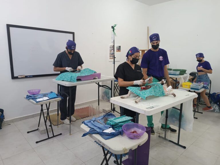 Organizó gobierno de Puerto Morelos campaña de esterilización canina y felina