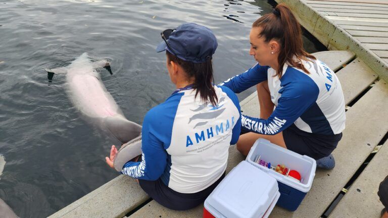 Crece controversia por ley que prohíbe delfinarios