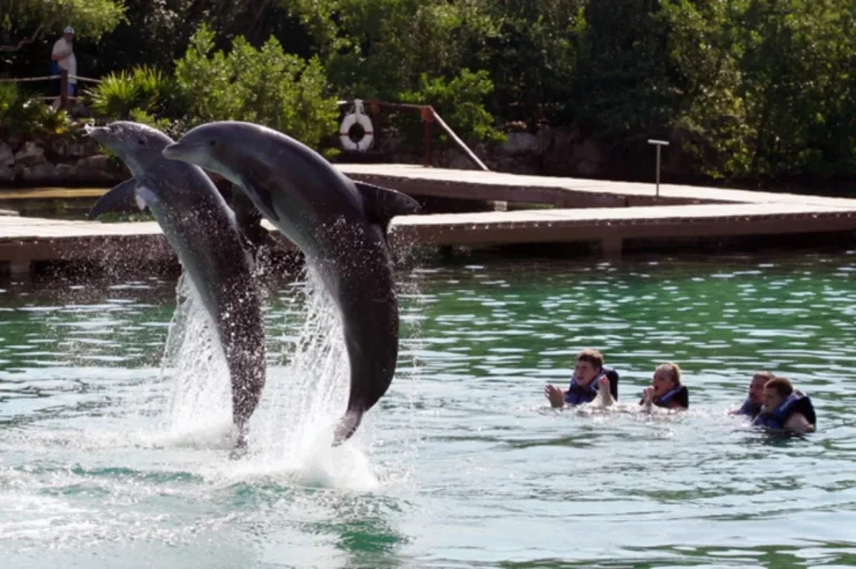 Diputados de Quintana Roo exhortan a que Senado apruebe prohibición de delfinarios