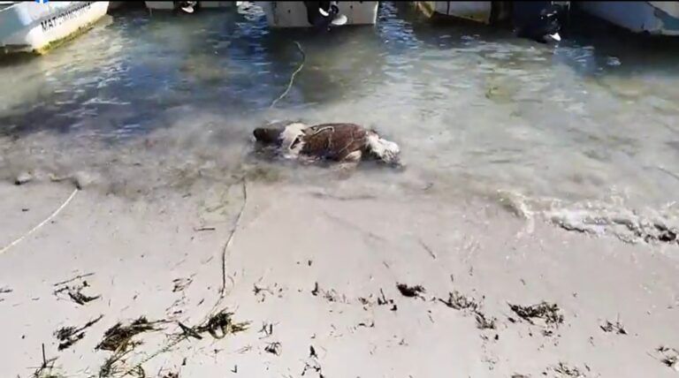 Recala tortuga en playa de Cancún