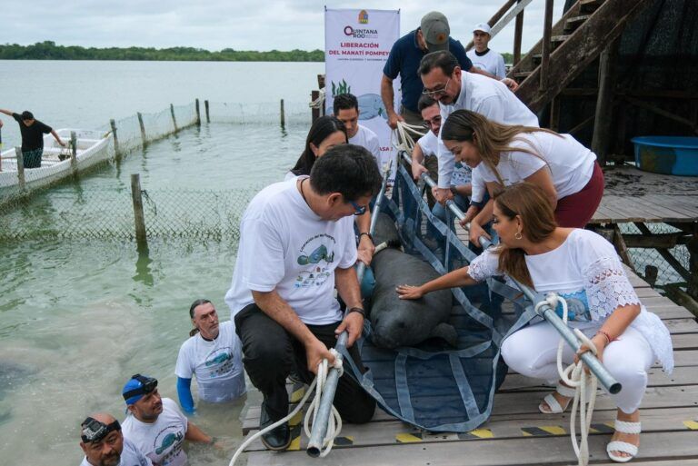 Liberan a “Pompeyo” en el Santuario del Manatí