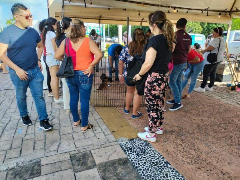 Realizarán segundo “Adopta Fest” en Cancún