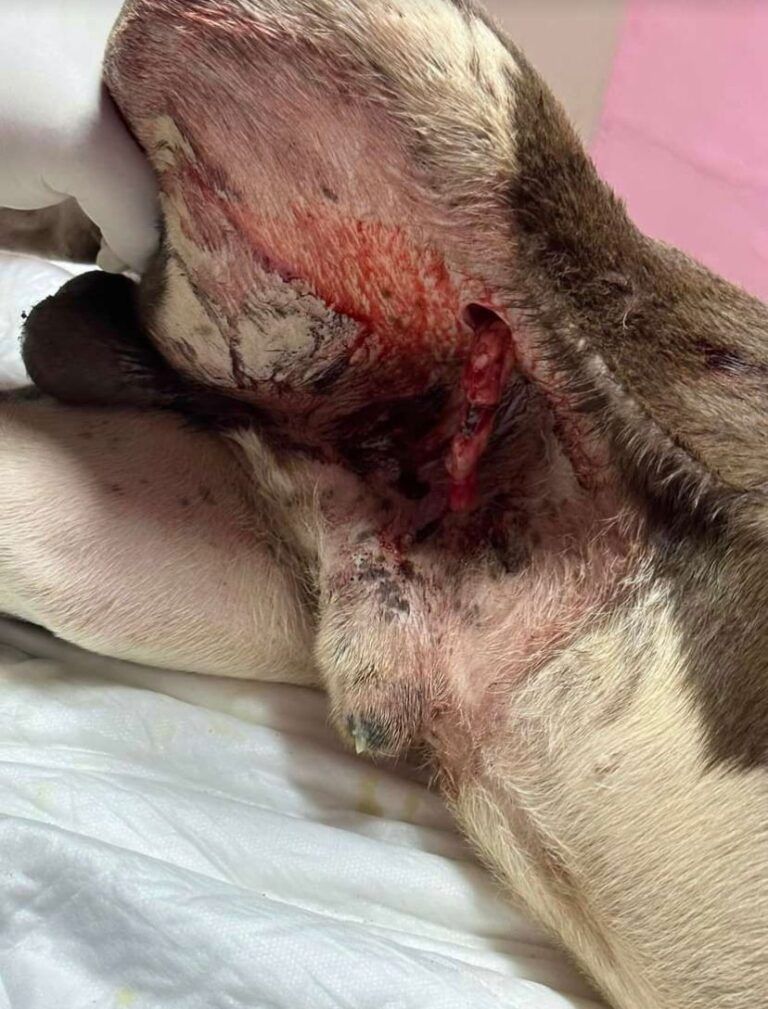Preocupante maltrato animal en Cancún