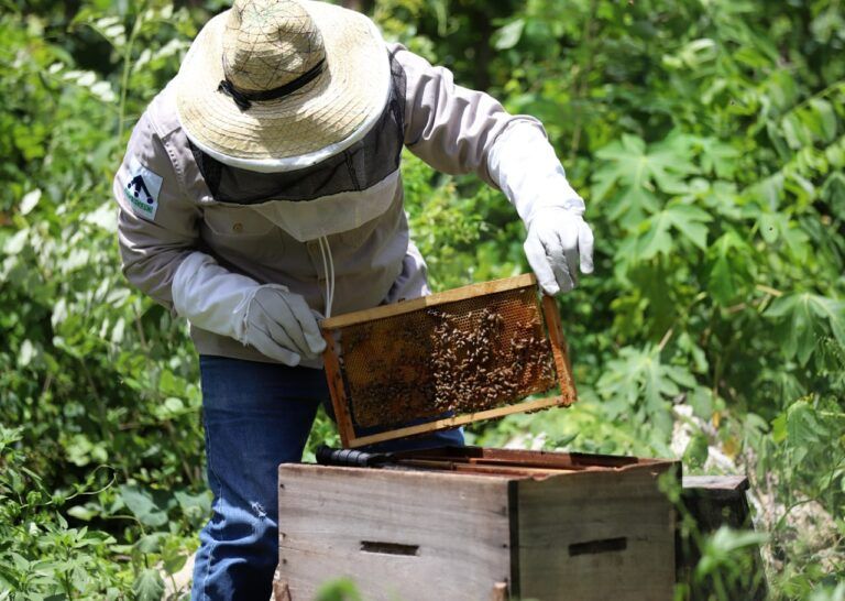 Apicultores de Leona Vicario se preparan para incursionar en el mercado internacional