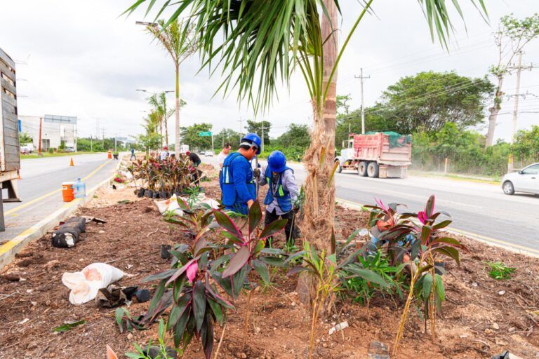 Solidaridad restaura la vegetación en camellones de la carretera federal