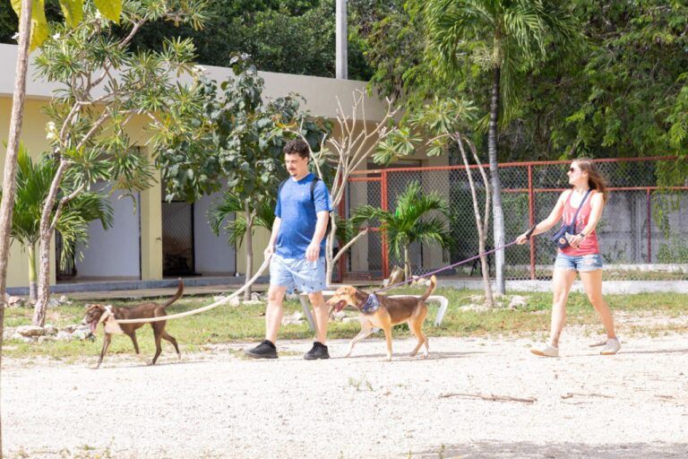 Centro de Control Animal Asistencia y Zoonosis da atención integral a mascotas