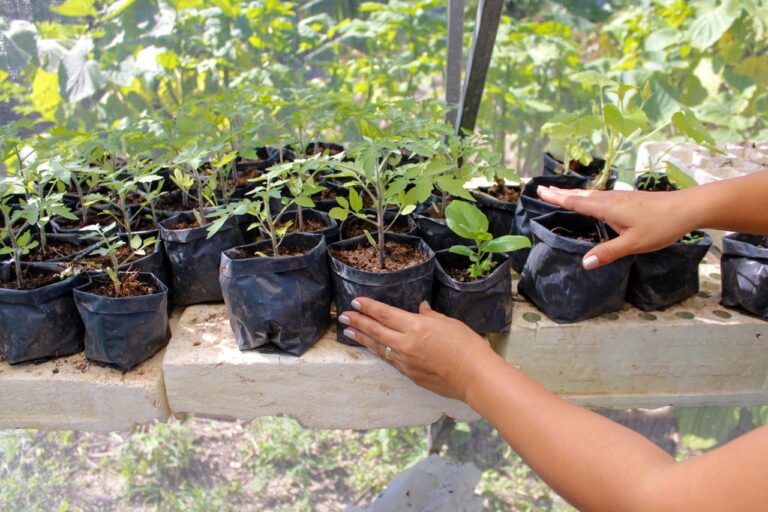 Fomento Agropecuario y Pesquero municipal crea más huertos urbanos y unidades productivas