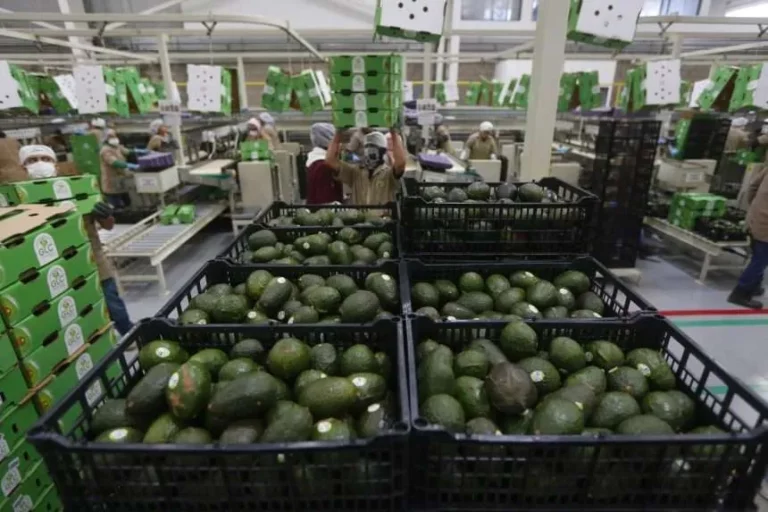 El Super Bowl recibirá 15,227 toneladas de aguacate de productores de Jalisco