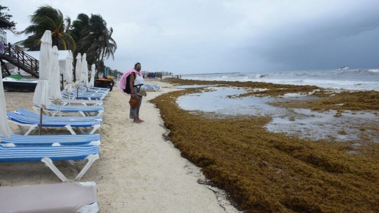 Impacta sargazo a Playa del Carmen