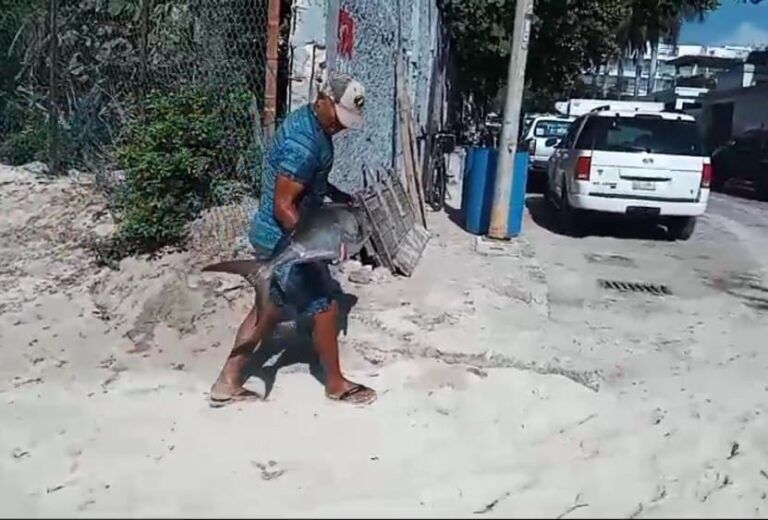 A la baja la pesca en Playa del Carmen
