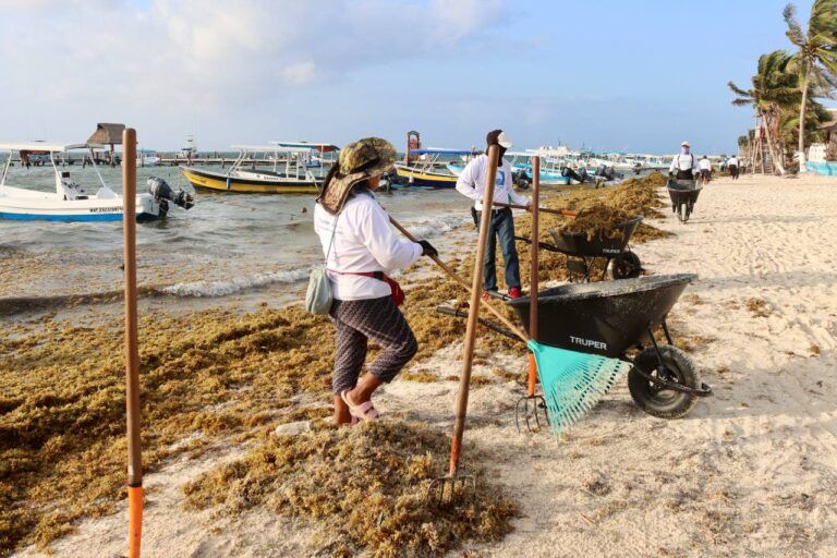 Recale de sargazo se mantiene bajo en Puerto Morelos
