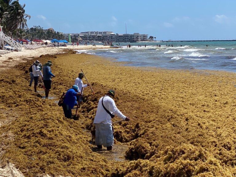Alertan sobre afectación a los mares