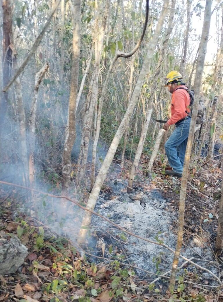 Sofocan el incendio forestal en Puerto Morelos