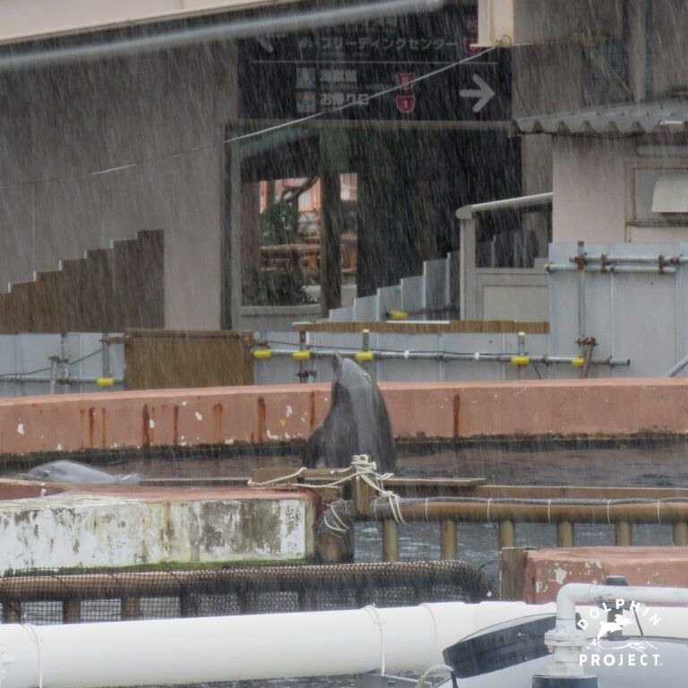 En defensa de los delfines en cautiverio
