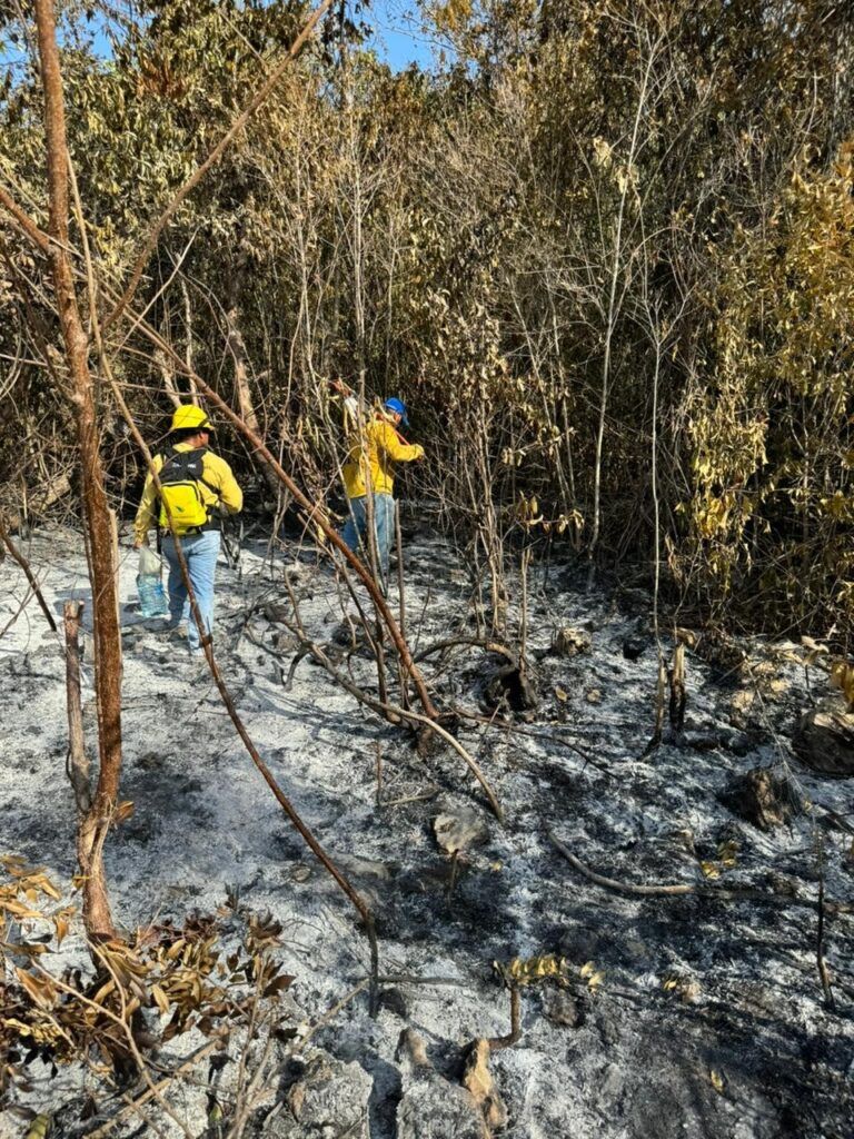 Combaten incendio forestal al suroeste de Puerto Morelos