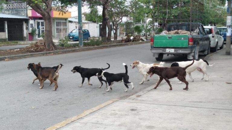 Anuncian programa de esterilización de perros y gatos en Cancún