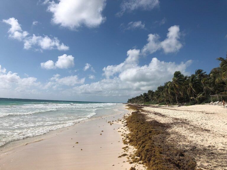 Asociación de Hoteles de Tulum dice que el arribo de sargazo es mínimo