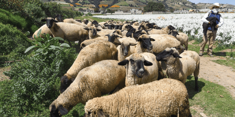 Urgen a atacar extorsión en campo; cobran por animal, por producto…