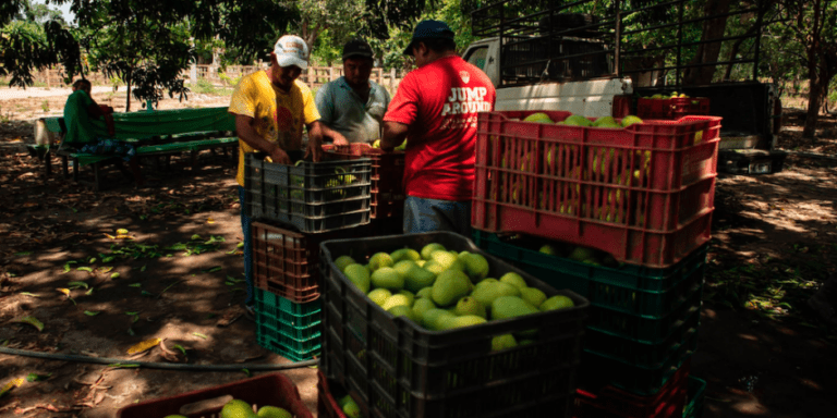 Advierten pérdida millonaria por freno de EU a aguacate y mango, tras agresión