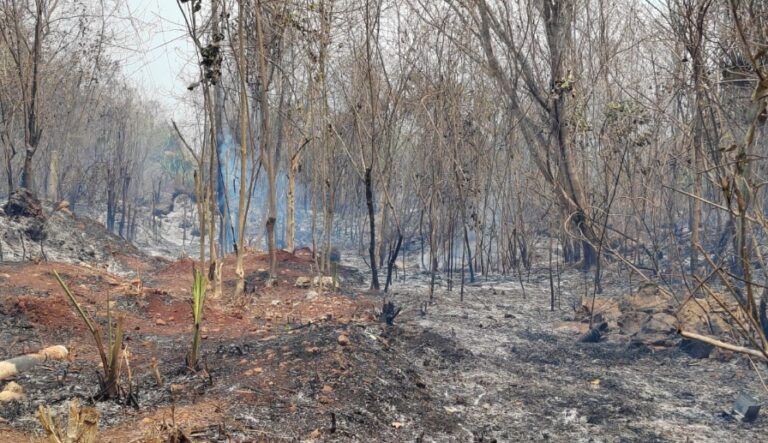 Menonitas incendian terrenos para cambiar el uso del suelo