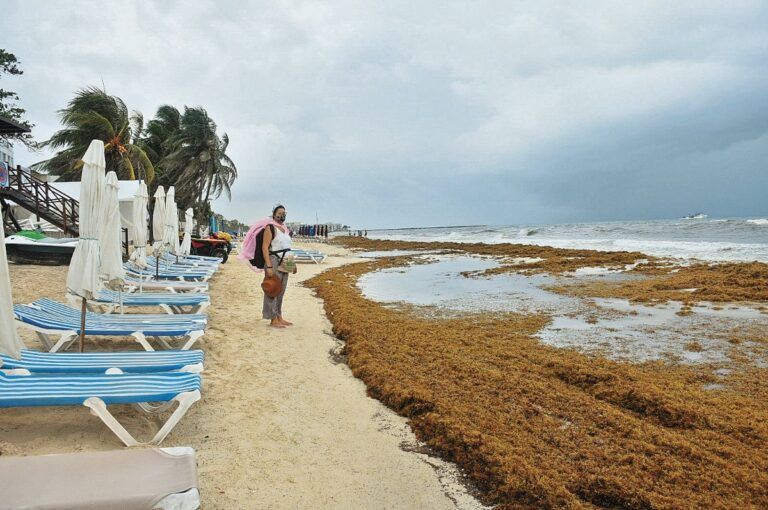 Dos empresas de Quintana Roo industrializarán el sargazo