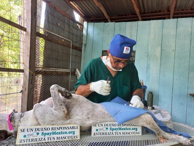 Realizan jornada de esterilización canina y felina en la zona agrícola de Puerto Morelos