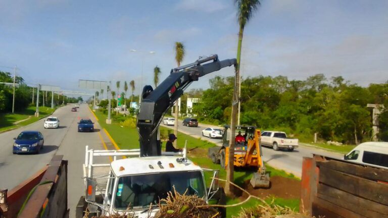 Solidaridad continúa renovando el camellón de la carretera federal
