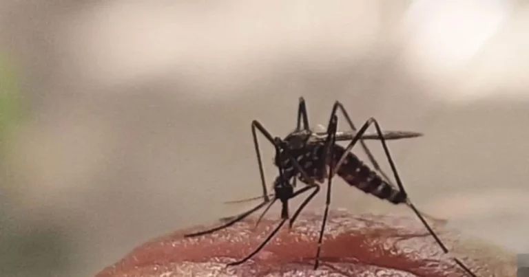 Dengue crece 324%; van casi 24 mil casos; suman 49 decesos