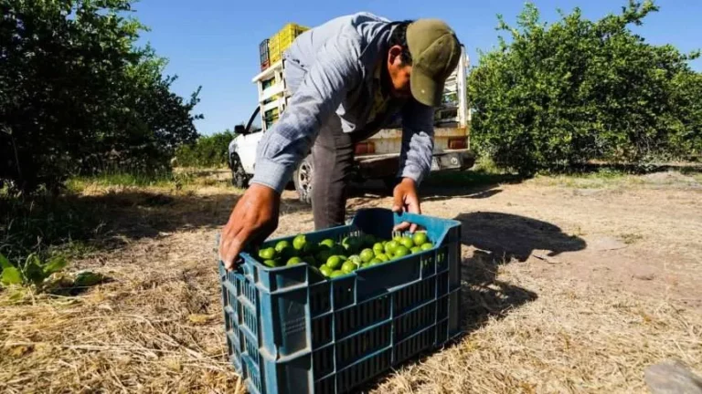 Limoneros de Michoacán ceden a pagar extorsiones al narcotráfico