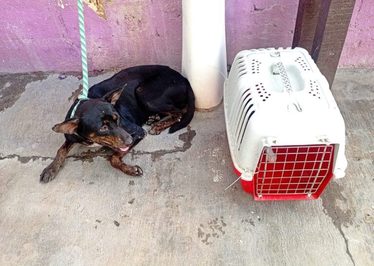 A pesar del registro municipal de mascotas, Cancún continúa con un grave problema de perros y gatos callejeros