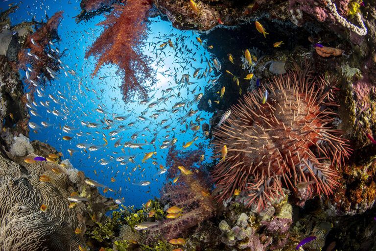 En riesgo de extinción, más del 40 por ciento de especies de coral