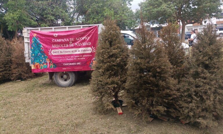 Dirección de Ecología reporta el acopio de mil 700 árboles navideños