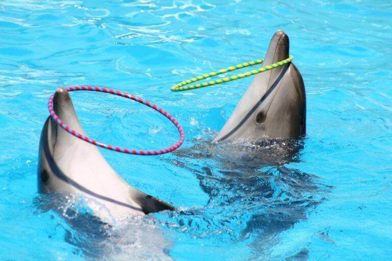 Denuncian la muerte de delfines en Hotel de la Riviera Maya por presunto maltrato