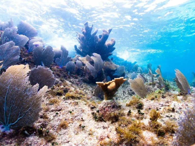 Corales trasplantados tienen una tasa de supervivencia de 70 por ciento: CEA