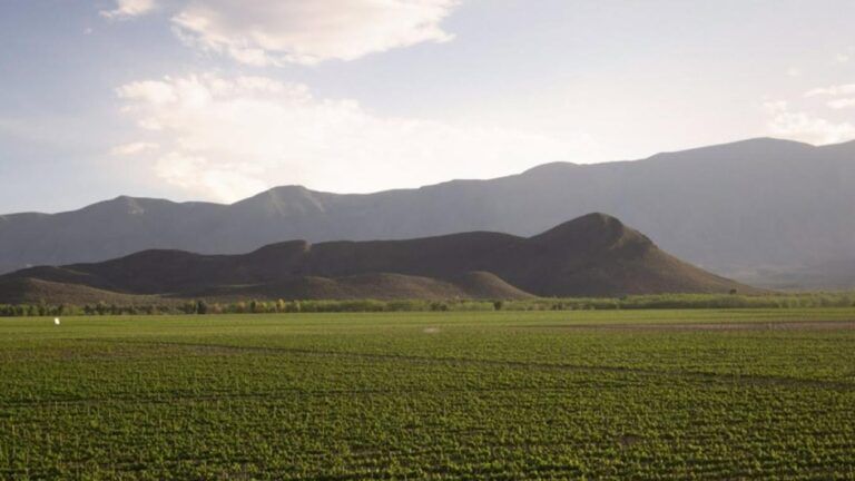 Cuatro siglos de vino y una crisis hídrica sin precedentes: la batalla de Casa Madero por el agua