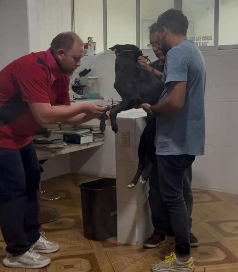 Mientras el perro que fue arrojado desde un tercer nivel de un edificio se recupera, su agresor sigue impune