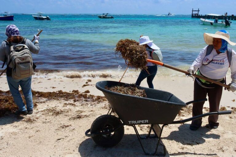 Intensifican limpieza de playas ante el recale de sargazo