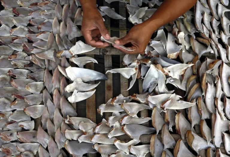 Decomisan aletas de tiburón con destino a China