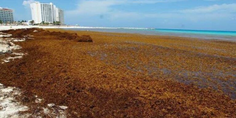 Duplica Quintana Roo el recale de sargazo con más de 76 mil toneladas de la macroalga